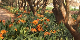 Birdsong spring garden
